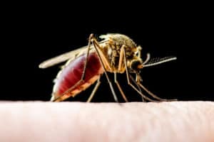 shutterstock 1501020014 Dangerous,Malaria,Infected,Mosquito,Isolated,On,Black.,Leishmaniasis,,Encephalitis,,Yellow