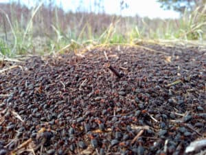 shutterstock 1708755211 An,Anthill,In,A,Field,In,The,Grass,With,A
