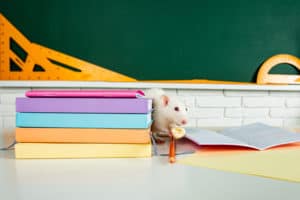 shutterstock 1942139503 Banner,Back,To,School.,White,Rat,Eating,Sitting,On,Book.