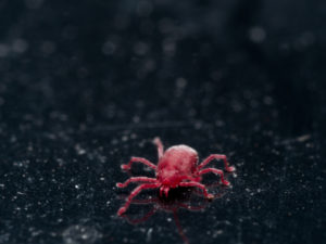 shutterstock 343258358 Bright,Red,Velvet,Mite,Crawls,On,Shiny,Black,Surface