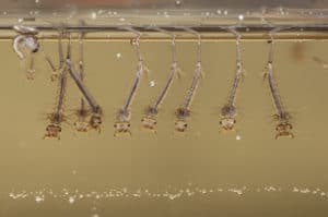 shutterstock 434751073 Mosquito,Larvae,,Culex,Pipiens,,In,A,Water,,Italy,,Europe