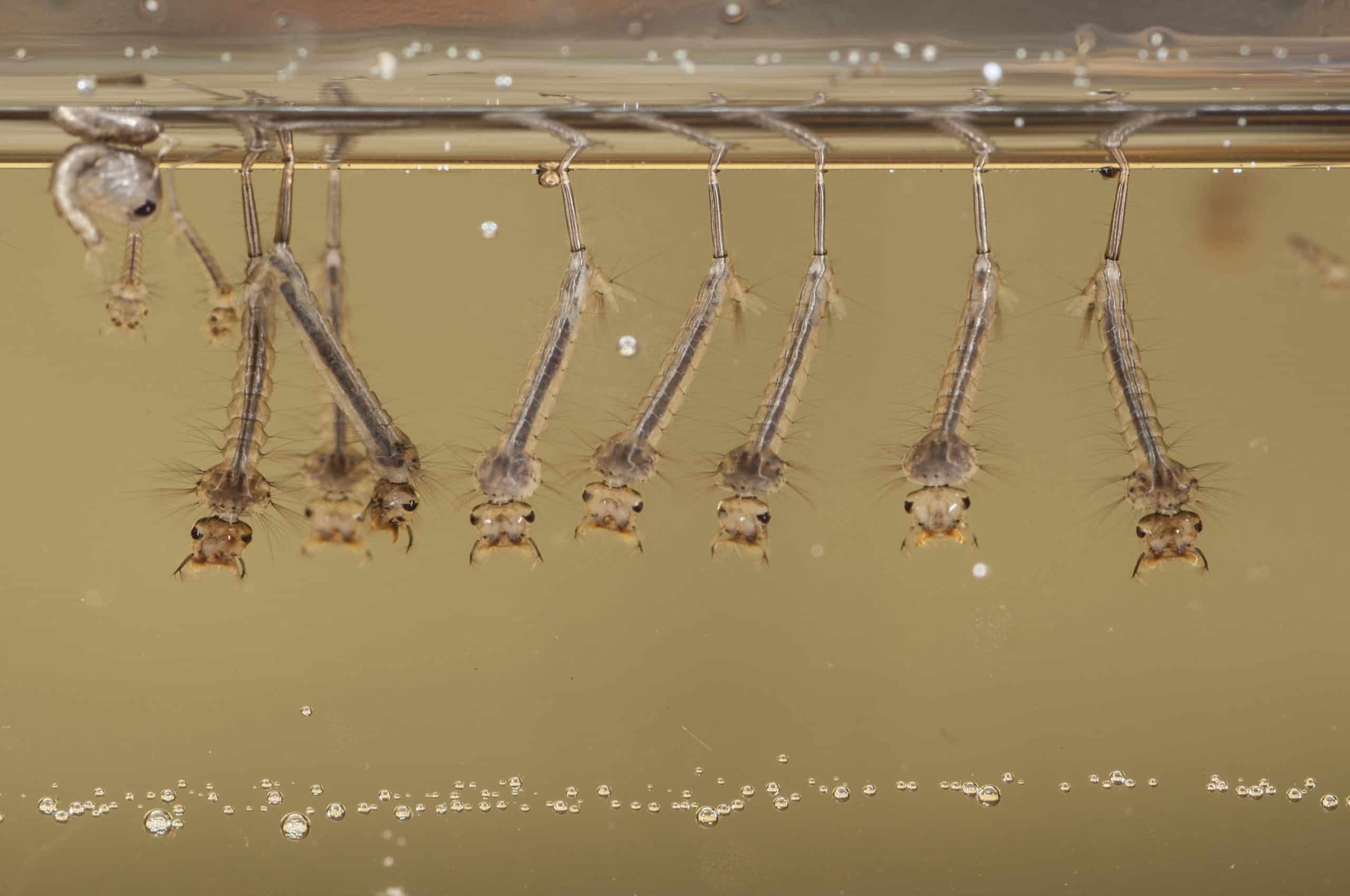 shutterstock 434751073 scaled Life Cycles of Mosquitos