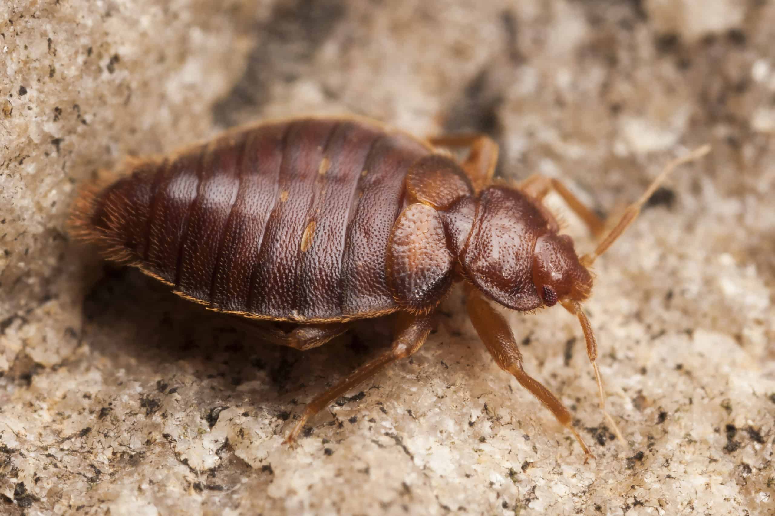 shutterstock 493598233 scaled 10 Common Summer Pests