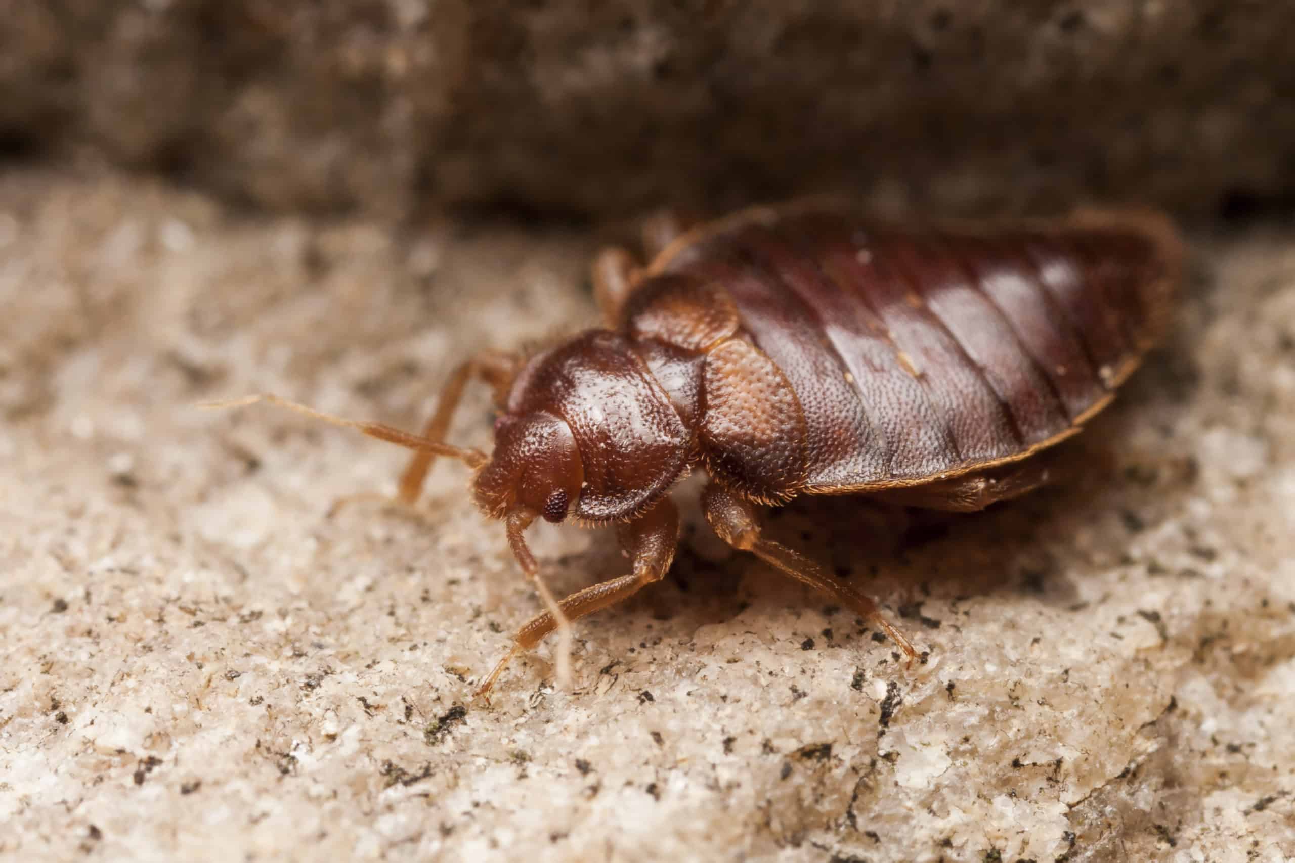 shutterstock 493598239 scaled Famous Quotes About Pests