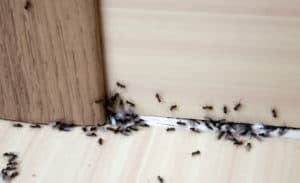 shutterstock 696991528 Ants,In,The,House,On,The,Baseboards,And,Wall,Angle
