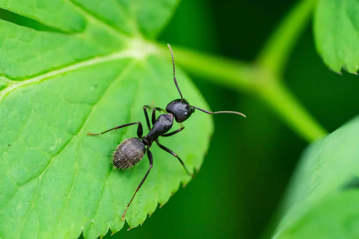 Macro photo of black ant standing on bright green leaf