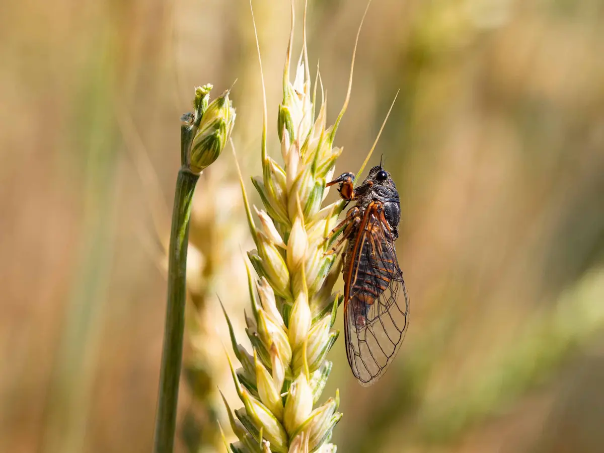 Close-up of cicada insect clinging to wheat stalk in field