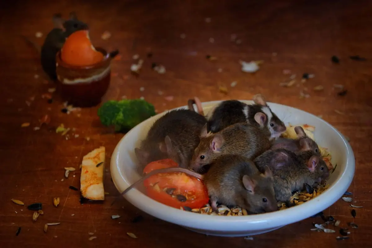 Several mice gathered together eating food from indoor bowl