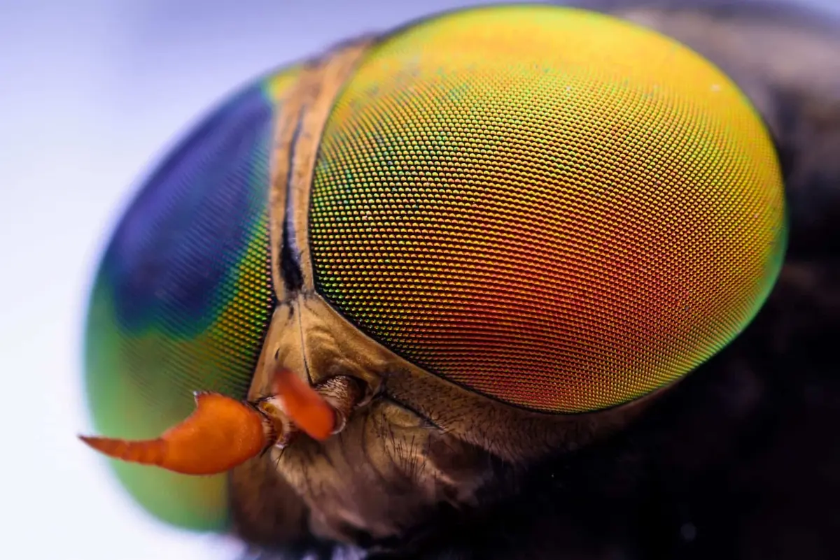 Extreme macro close-up of a horsefly eye with iridescent colors.