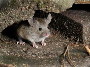 shutterstock 1035176860 Mouse,In,Hiding,Looking,For,Food,In,Urban,House,Garden.