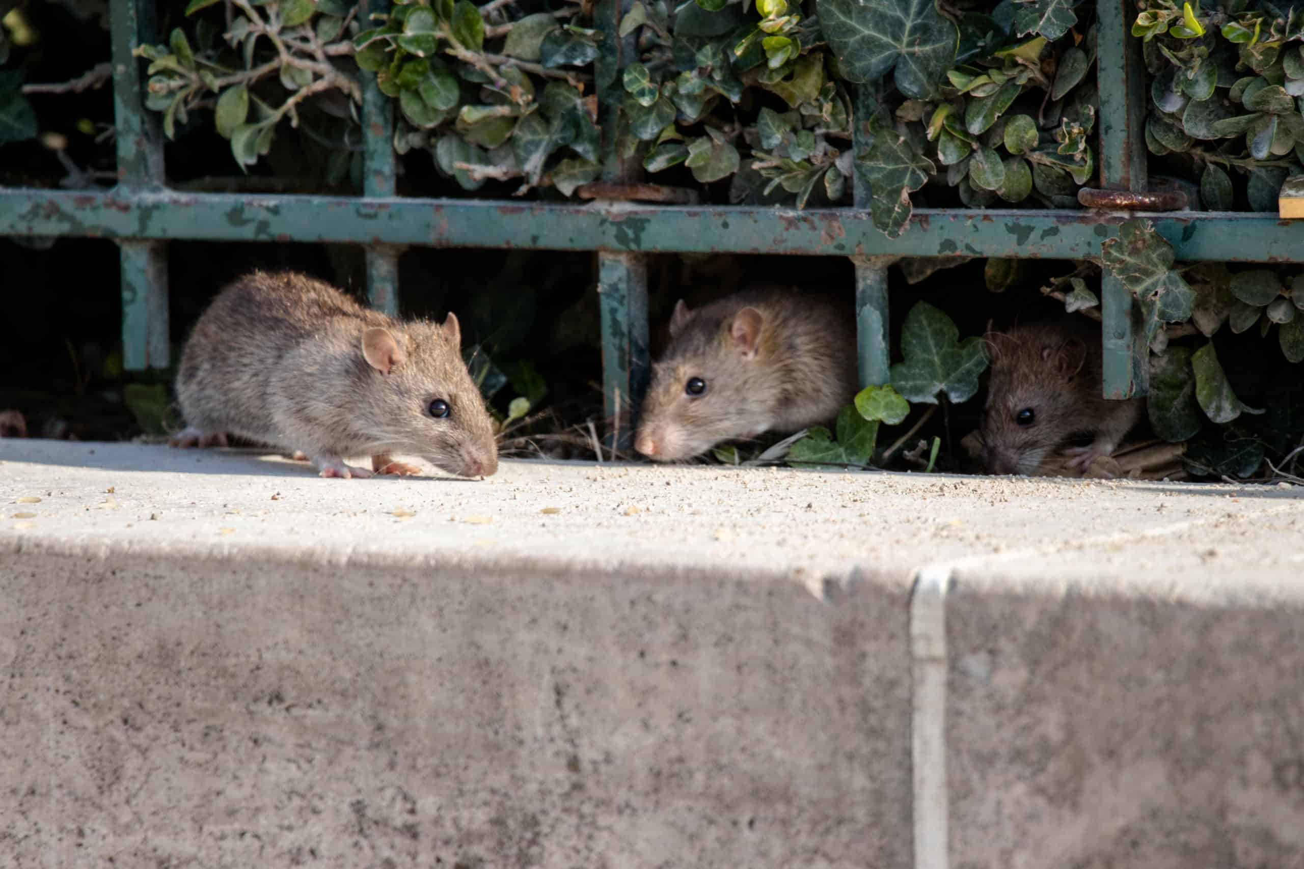 shutterstock 1089382694 scaled Top 5: Rattiest Cities in the World
