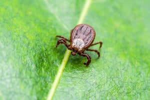 shutterstock 1104978674 Encephalitis,Virus,Or,Lyme,Disease,Or,Monkey,Fever,Infected,Tick
