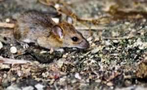 shutterstock 1240066957 Small,Mice,Eats,Food,In,Dirty,Areas,And,Have,A