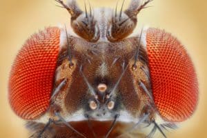 shutterstock 134874896 Drosophila,Melanogaster,Extreme,Close,Up,With,25x,Magnification,Using,A