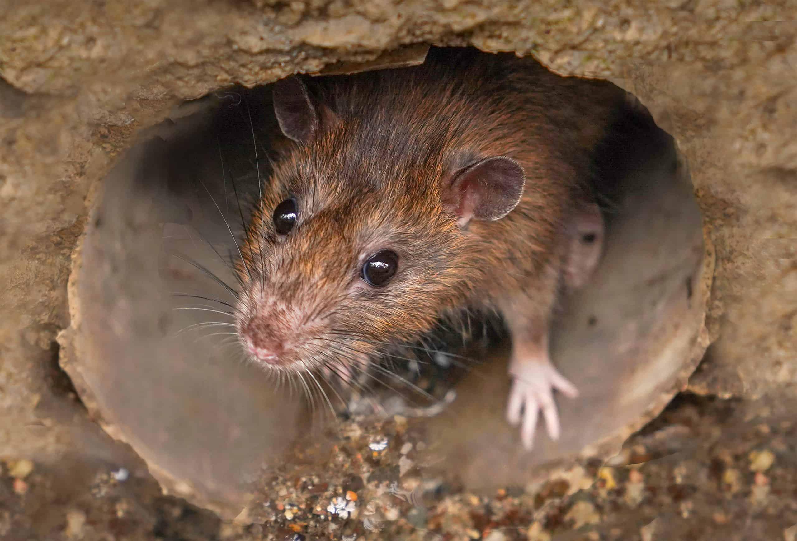 shutterstock 1399312160 scaled Top 5: Rattiest Cities in the World