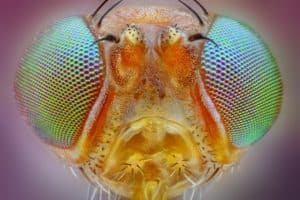 shutterstock 140344900 Extreme,Sharp,Macro,Portrait,Of,Small,Fly,Head,Taken,With