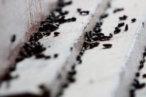 shutterstock 1456578860 Shit,Pellets,Of,Rat,In,The,House,,Which,Is,Not