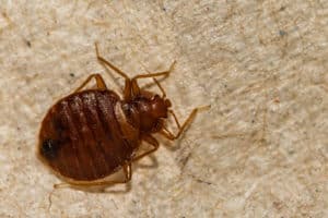 shutterstock 1708170538 A,Close,Up,Of,A,Bed,Bug,(cimex,Lectularius)