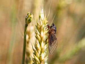 shutterstock 1721885461 New,Forest,Cicada,Female,(,Cicadetta,Montana),On,Wheat,In