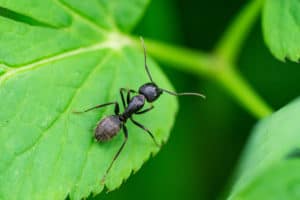 shutterstock 1735560368 Black,Carpenter,Ant,On,Leaf