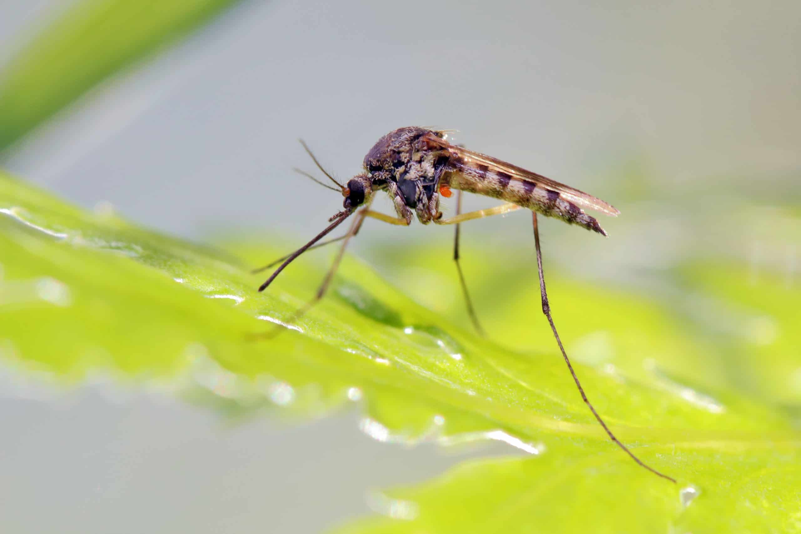 shutterstock 1931133827 scaled Average Life Spans of Pests