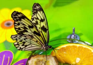 shutterstock 1968063112 Paper,Kite,Butterfly,-,Latin,Idea,Leuconoe,-,Known,Also