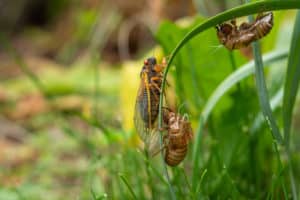 shutterstock 1974620465 Adult,17-year,Cicada,(magicicada,Sp.),Resting,After,Emergence,From,Nymphal
