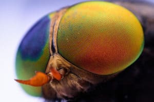 shutterstock 669555547 Macro,Sharp,And,Detailed,Fly,Compound,Eye,Surface.