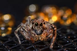 shutterstock 673357942 Jumping,Spiders,Whit,Macro,Close-up.,Beautiful,Eye,Insect,In,A