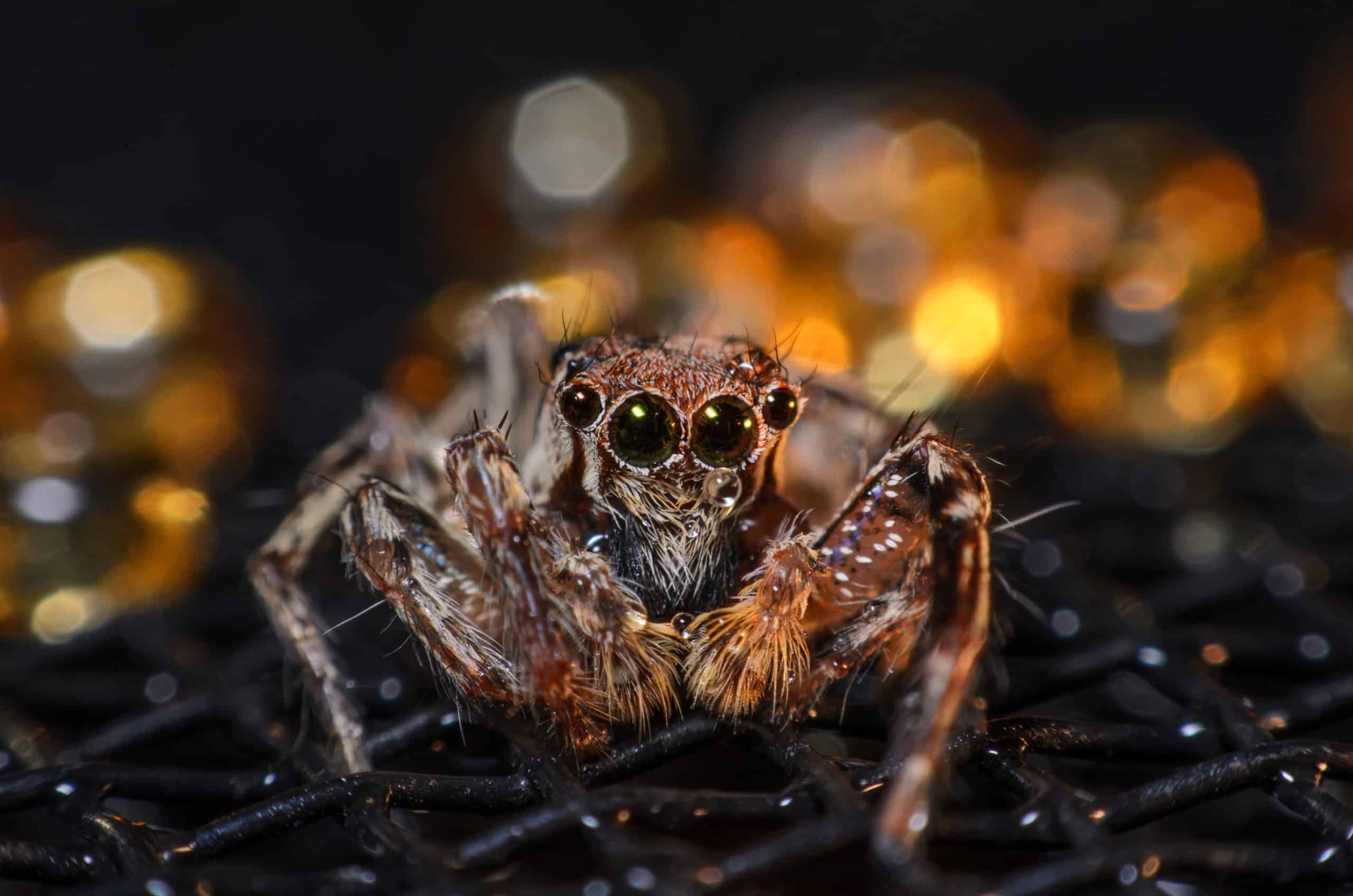 shutterstock 673357942 scaled In the Eyes of the “Enemies”