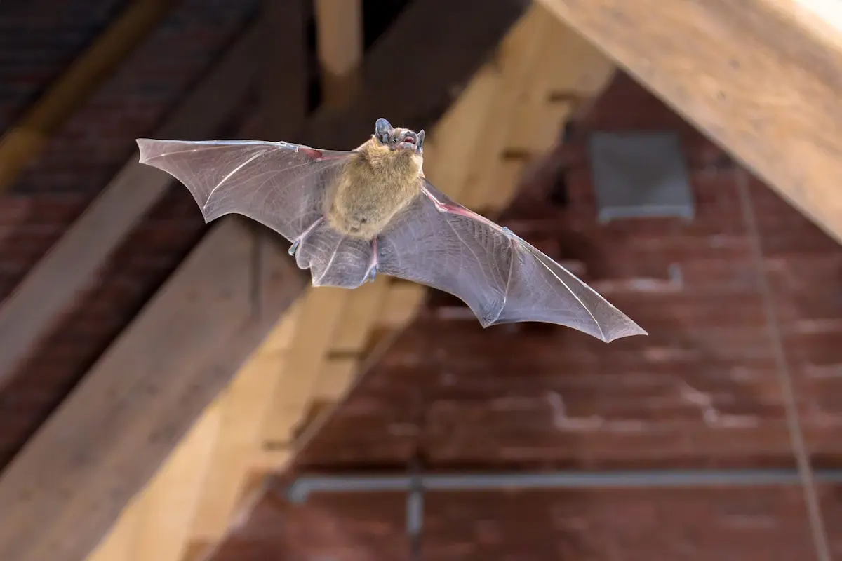 Bat flying inside an attic or roof space