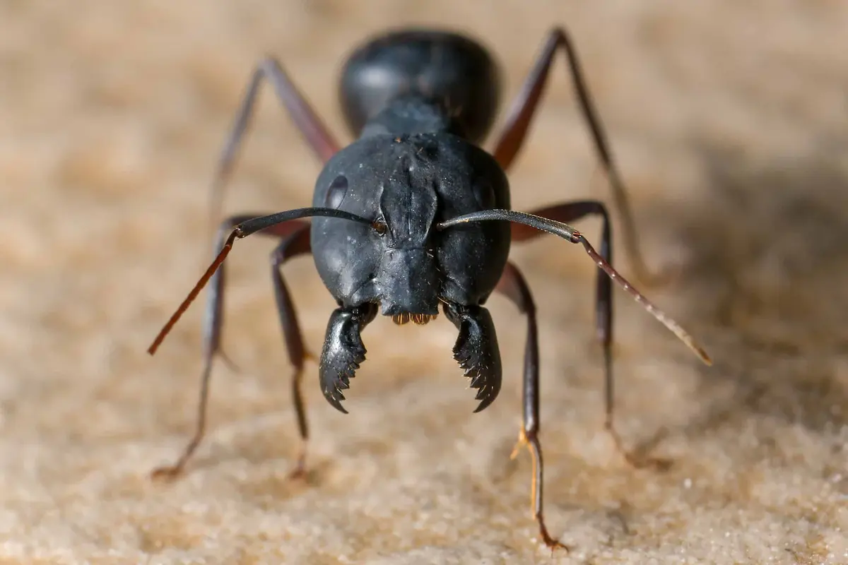 Extreme macro shot of black ant face and mandibles