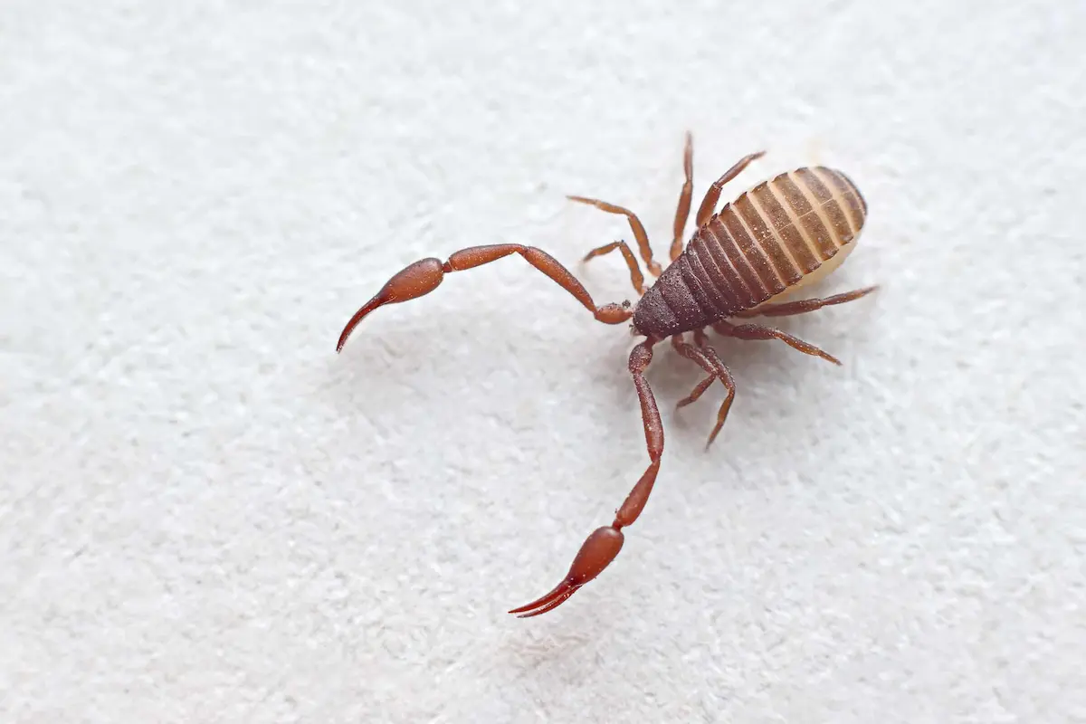Macro close-up of tiny pseudoscorpion crawling on white background