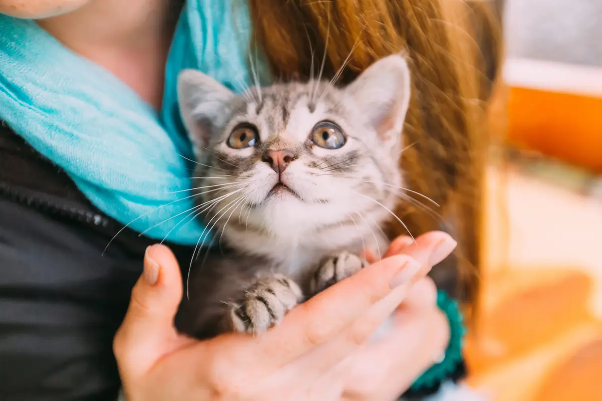 Cute gray kitten being gently held by a person