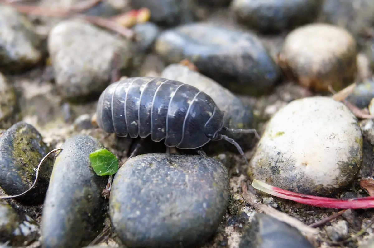Close-up image of a pill bug crawling on stones and soil