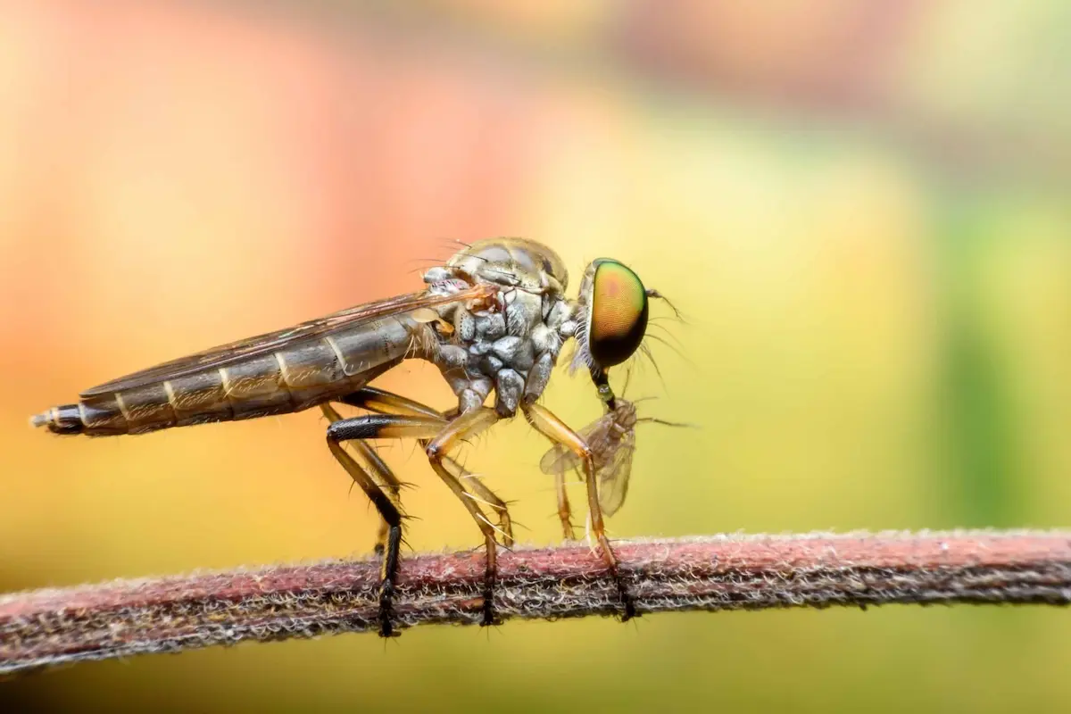 Macro photo of robber fly holding insect prey on branch