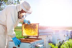 shutterstock 1172684092 Beekeeper,On,Apiary.,Beekeeper,Is,Working,With,Bees,And,Beehives
