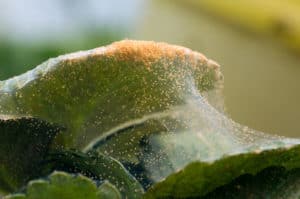 shutterstock 1203582568 Hundreds,Of,Spider,Mite,On,A,Strawberry,Plant