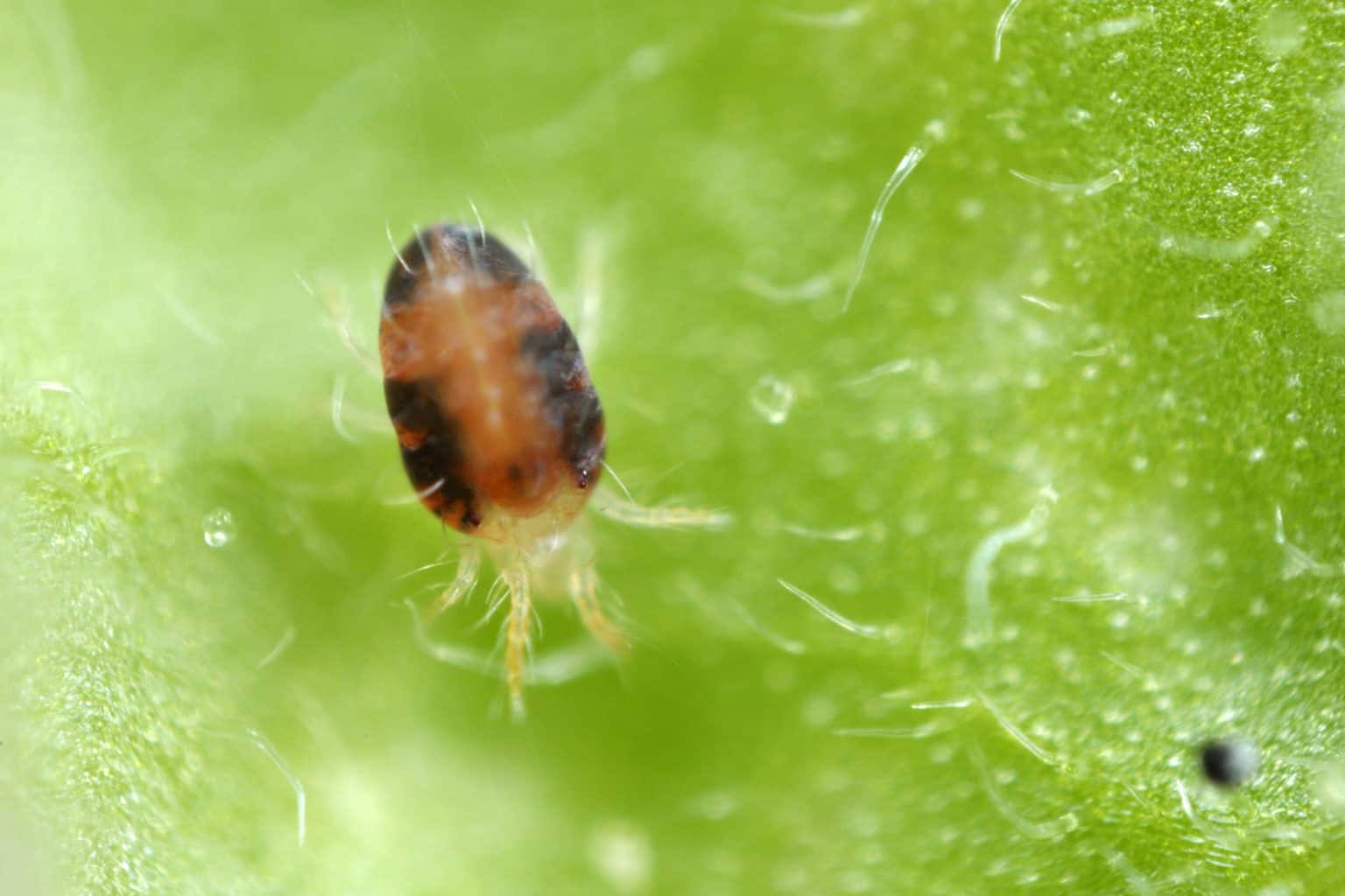 Twospotted,Spider,Mite,Tetranychus,Urticae Pointe Pest Control
