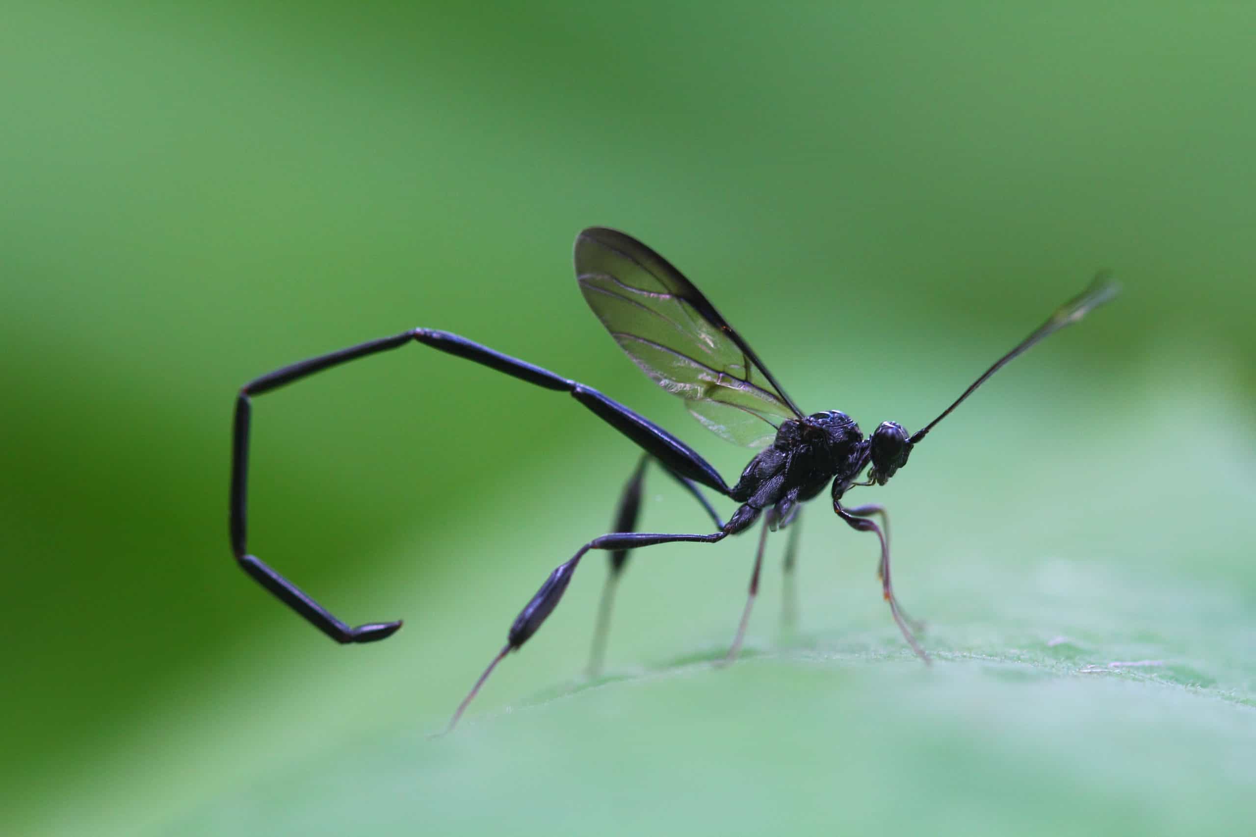 shutterstock 1354251995 scaled What Kind of Insect is That!? – Part 1