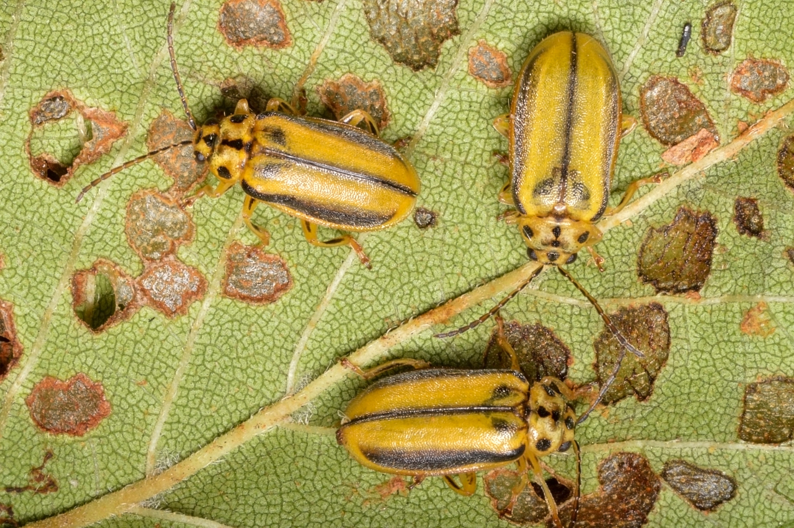 shutterstock 1469884316 scaled What Kind of Insect is That!? – Part 5