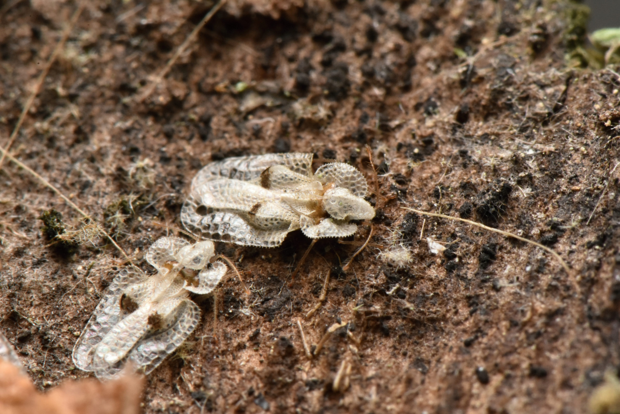 shutterstock 1537996850 scaled What Kind of Insect is That!? – Part 4