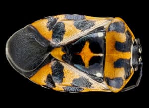 shutterstock 1675141915 Adult,Female,,Harlequin,Bug,Macro,Specimen,,Flying,Insect,,Side