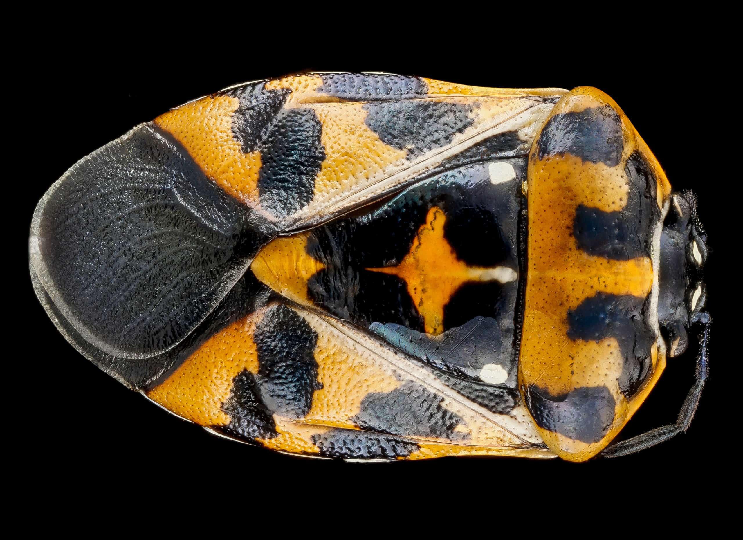 shutterstock 1675141915 scaled What Kind of Insect is That!? – Part 2