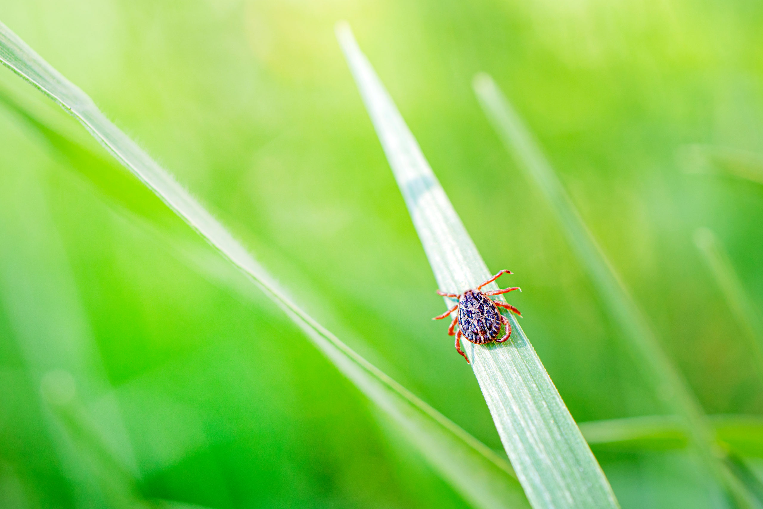shutterstock 1724973577 scaled 10 Common Summer Pests