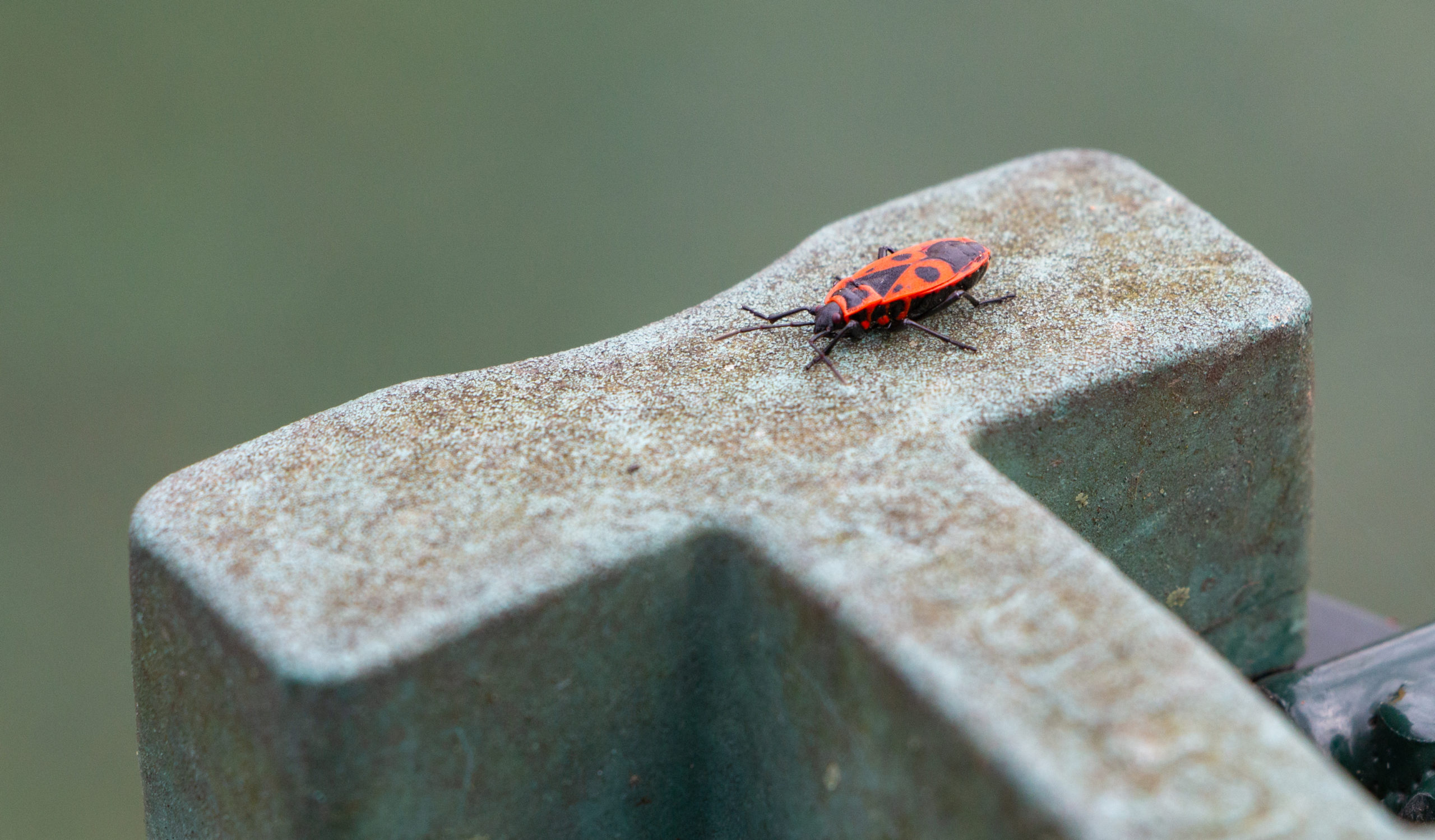 shutterstock 1806704689 scaled What Kind of Insect is That!? – Part 4