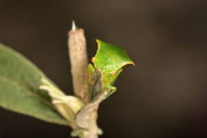shutterstock 1834176649 Isolated,Tiny,Specimen,Of,Buffalo,Treehopper,(stictocephala,Bisonia),Of,The