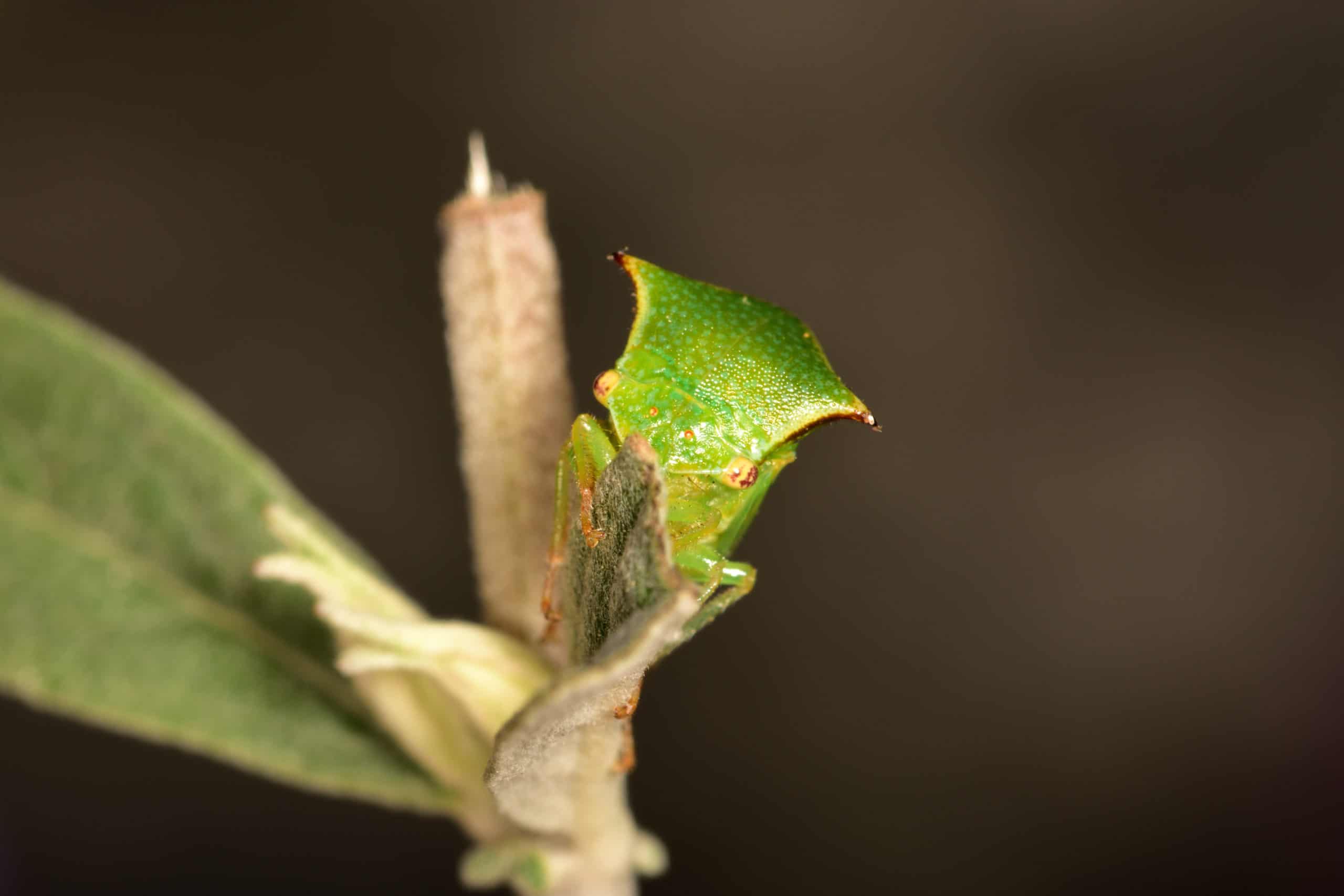 shutterstock 1834176649 scaled What Kind of Insect is That!? – Part 1