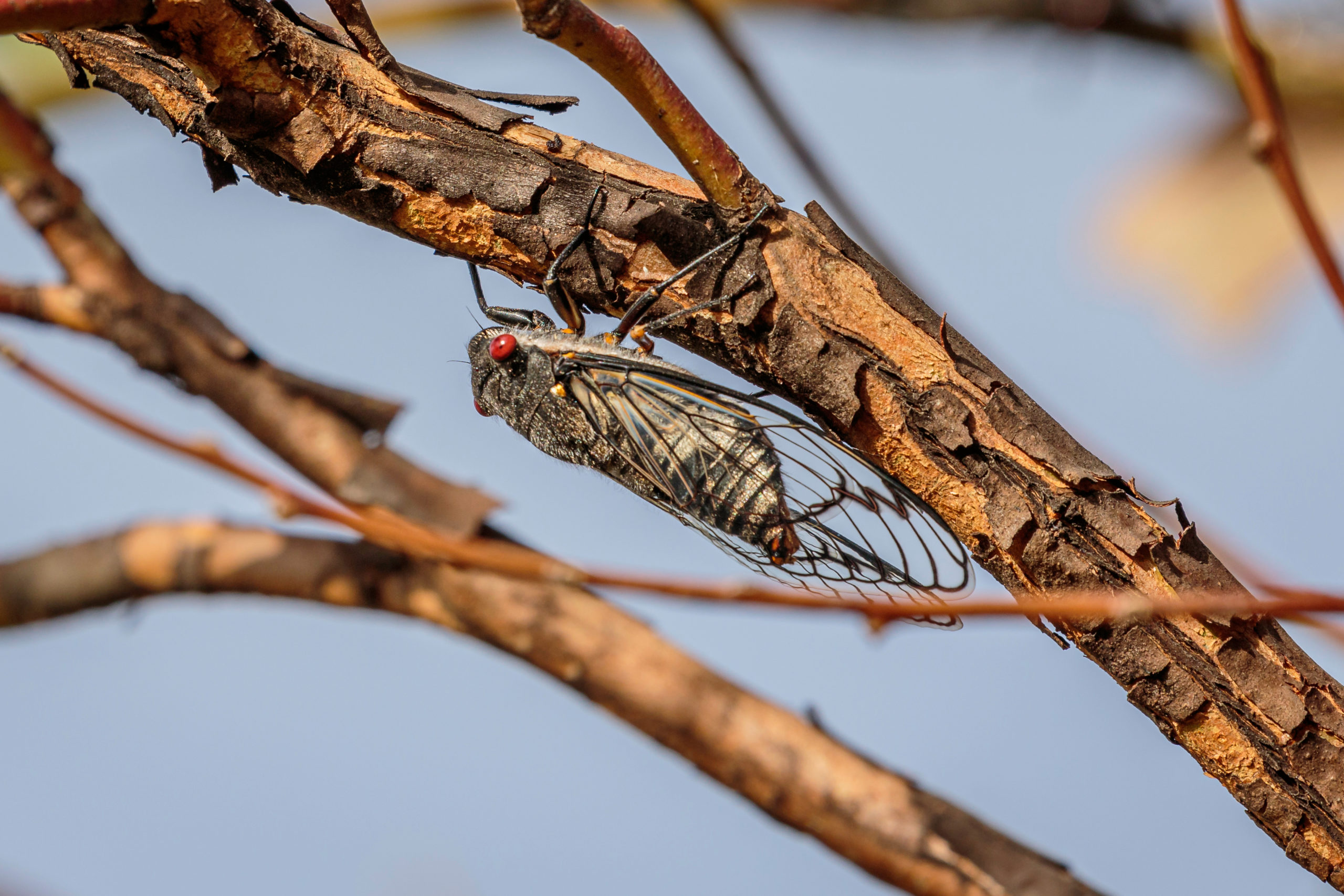 shutterstock 1898120644 scaled 10 Common Summer Pests