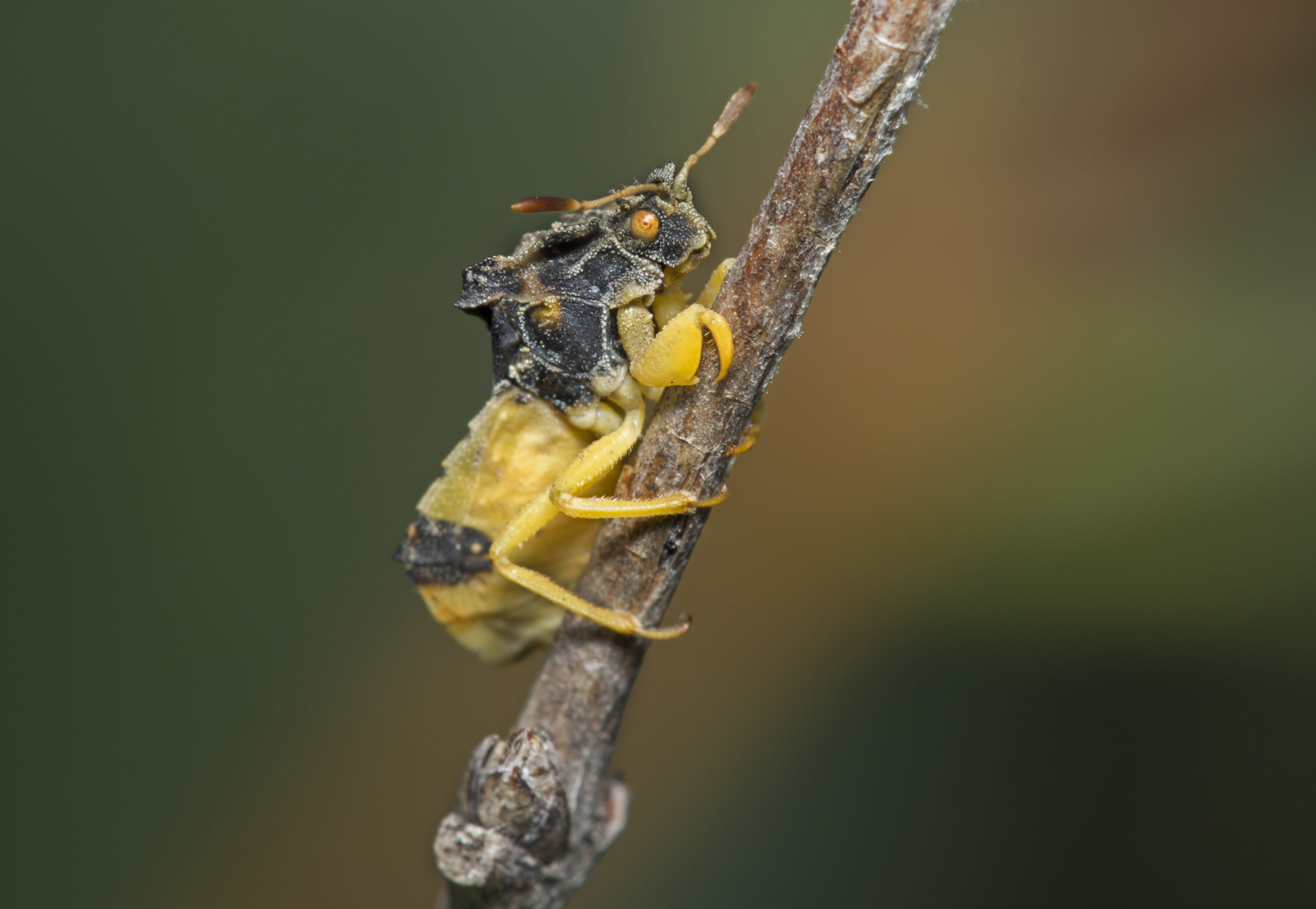 shutterstock 226490983 scaled What Kind of Insect is That!? – Part 4